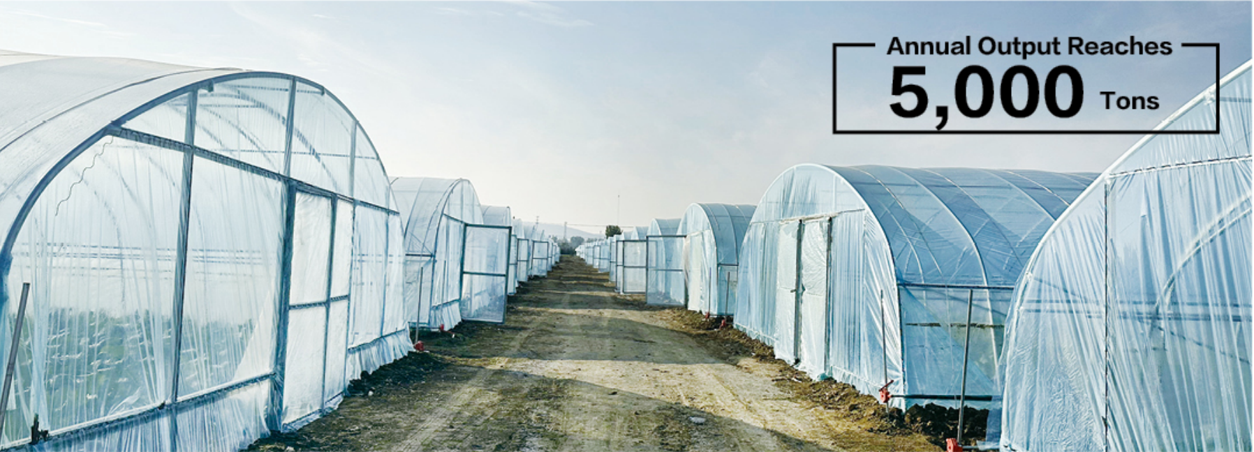 Aerial view of our large-scale greenhouse farm