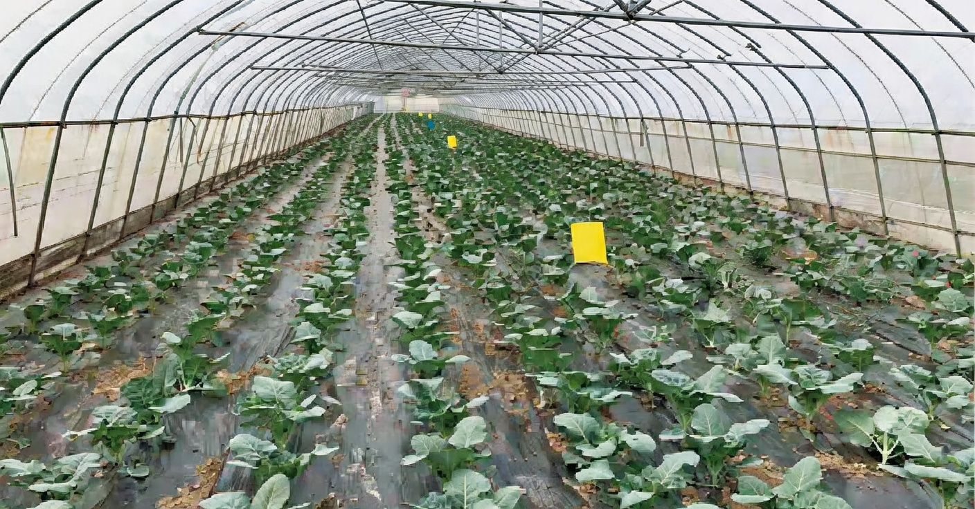 Greenhouse interior